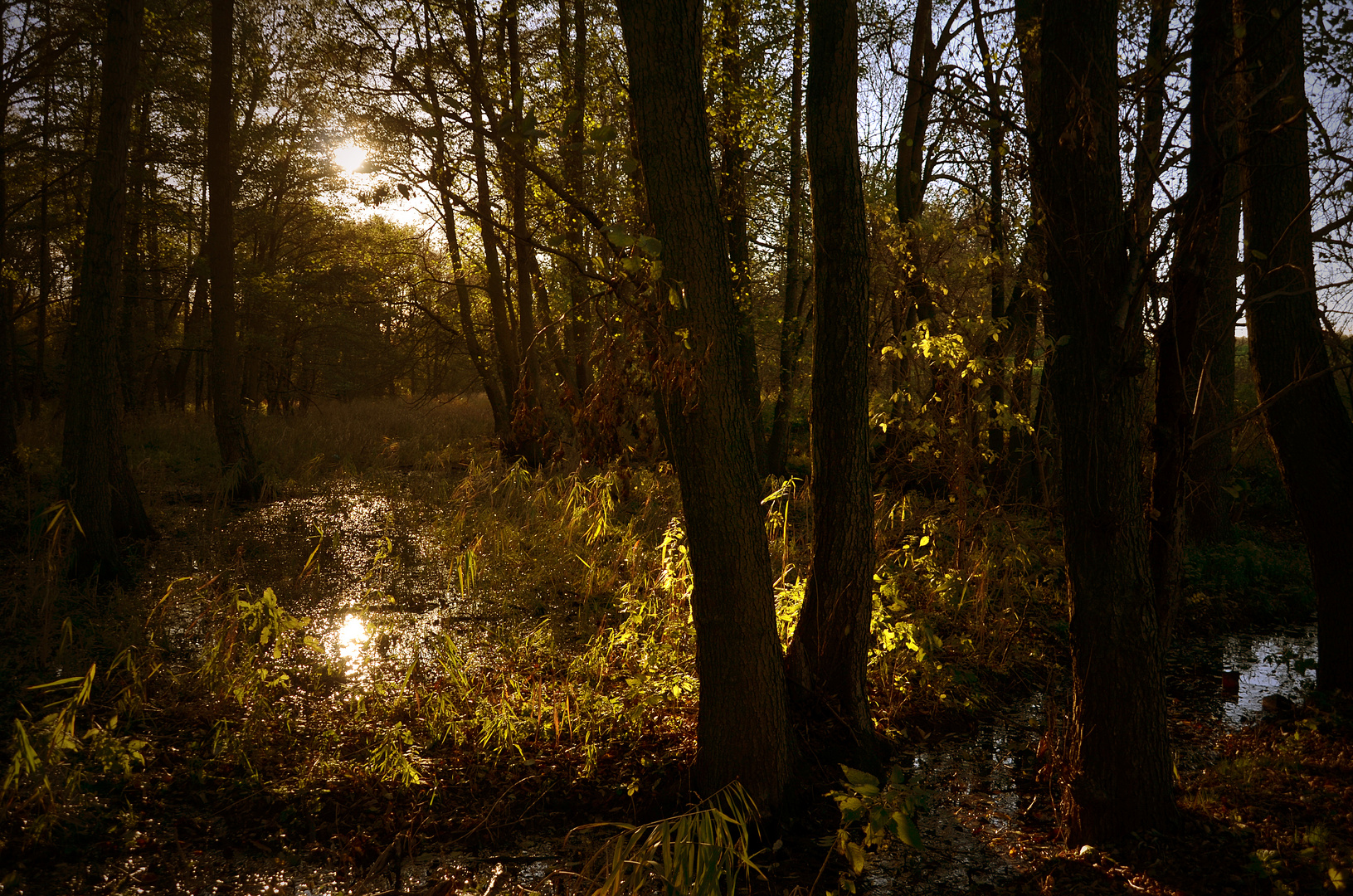 Stätsommer Impressionen, Moorlandschaft