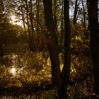 Stätsommer Impressionen, Moorlandschaft