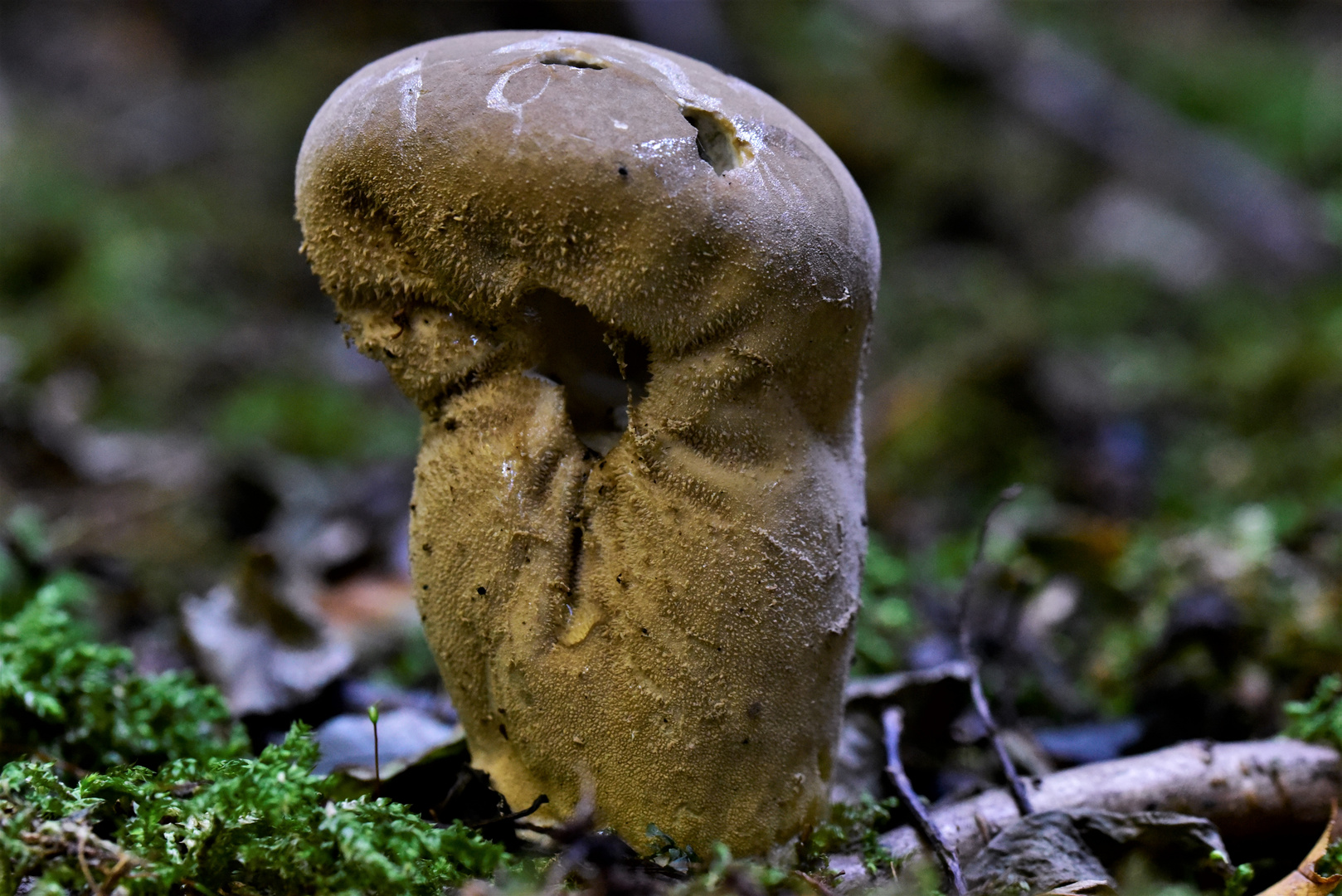 Stäubling als "Schlangenkopf"