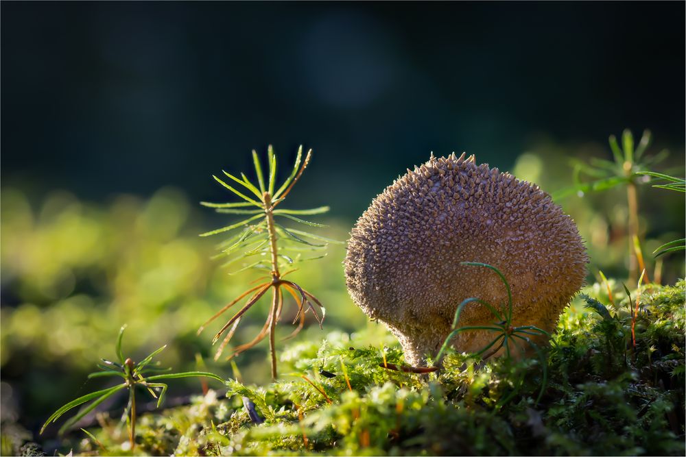 Stäubling im Seitenlicht