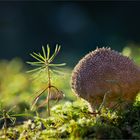 Stäubling im Seitenlicht