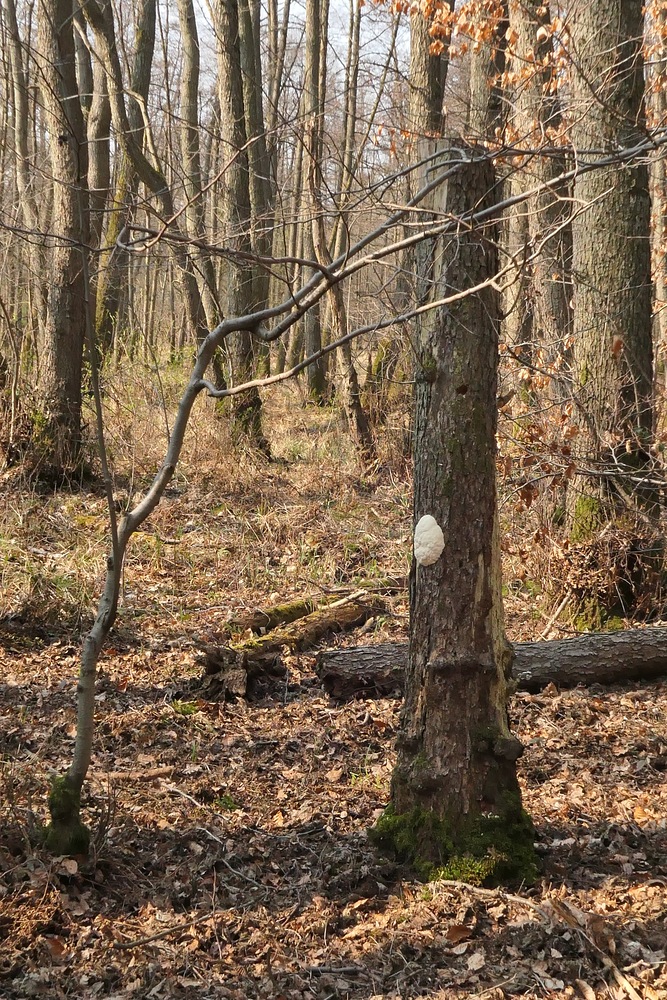 Stäublings-Schleimpilz: Ein zuverlässiger Waldbewohner 01