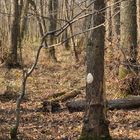 Stäublings-Schleimpilz: Ein zuverlässiger Waldbewohner 01