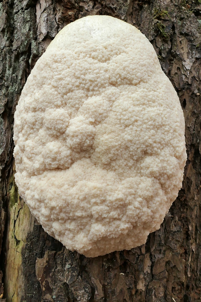 Stäublings-Schleimpilz: Ein zuverlässiger Waldbewohner 02