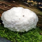 Stäublings-Schleimpilz,Enteridium lycoperdon