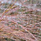 Stäucher im Regen