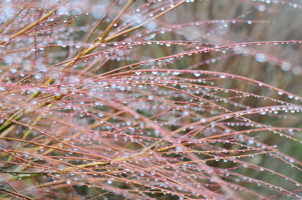 Stäucher im Regen