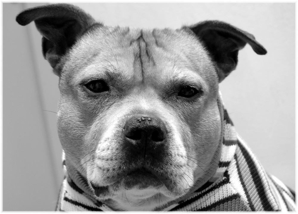 Staffbull Face