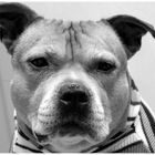 Staffbull Face