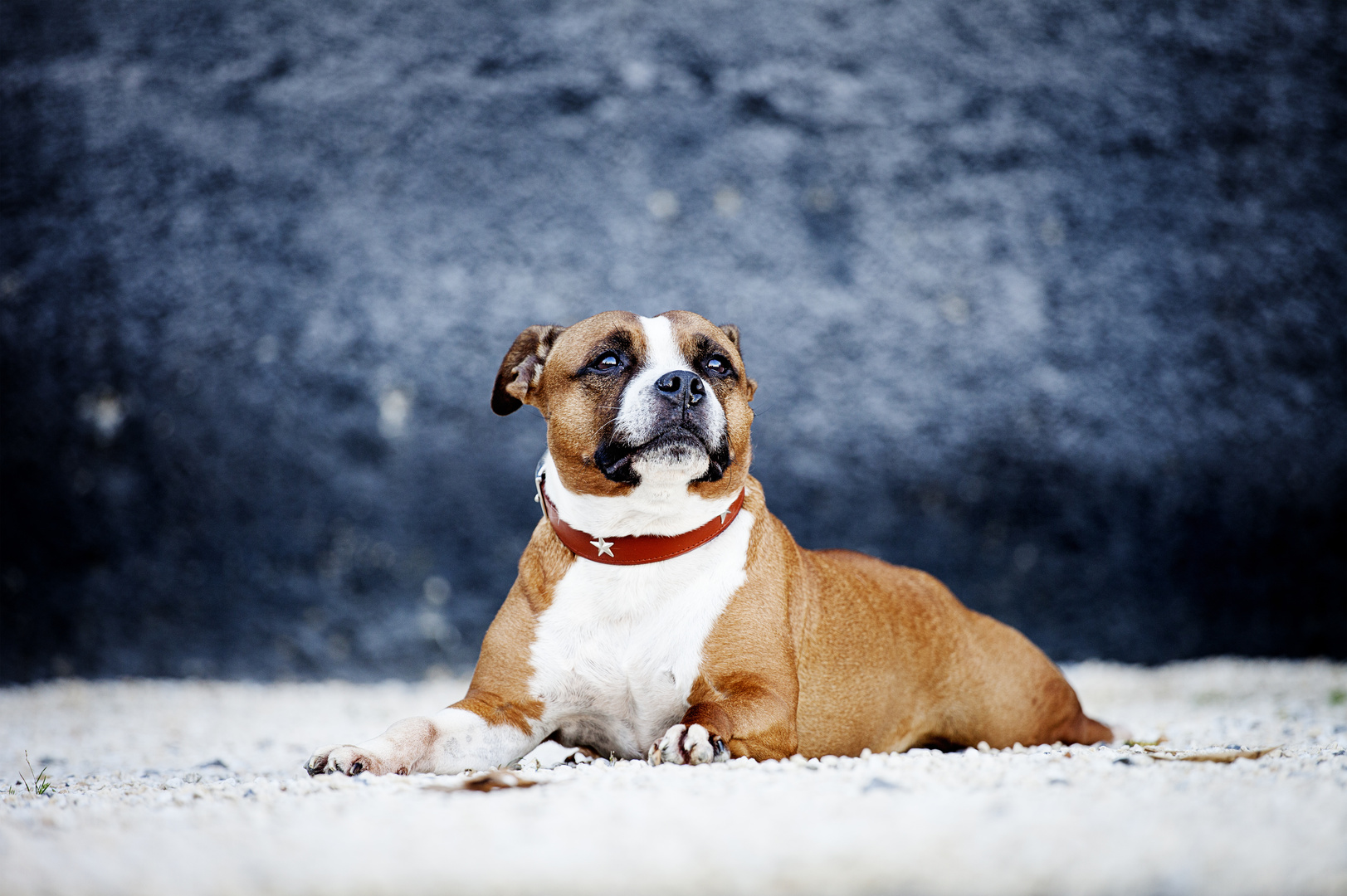 Staffordeshire Bullterrier Portrait