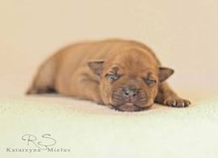 Staffordshire bull terrier