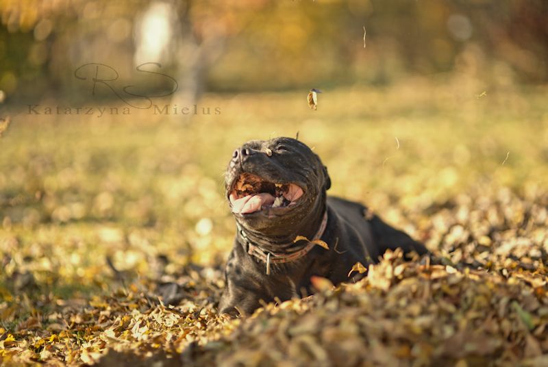 Staffordshire bull terrier