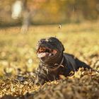 Staffordshire bull terrier