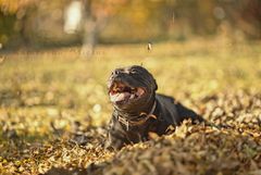 Staffordshire bull terrier