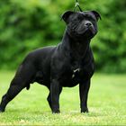 ...Staffordshire Bullterrier....