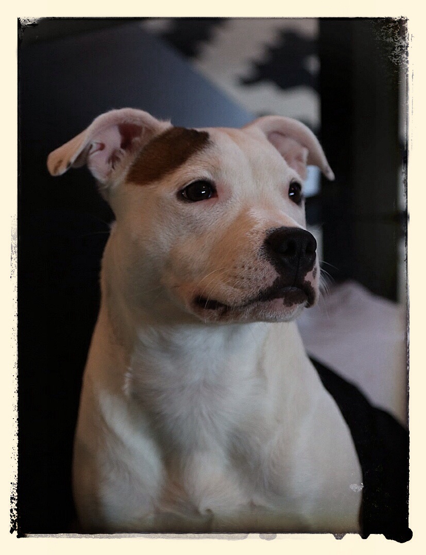 Staffordshire Bullterrier