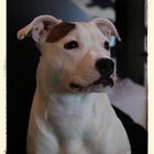 Staffordshire Bullterrier