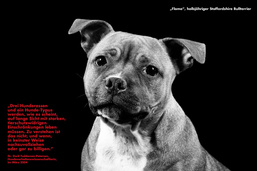 Staffordshire Bullterrier