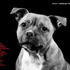 Staffordshire Bullterrier