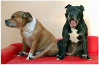 STAFFORDSHIRE BULLTERRIER