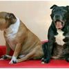 STAFFORDSHIRE BULLTERRIER