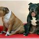 STAFFORDSHIRE BULLTERRIER