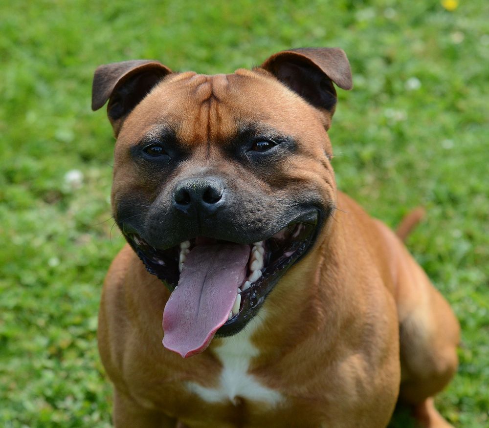 Staffordshire Bullterrier