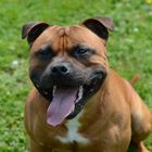 Staffordshire Bullterrier