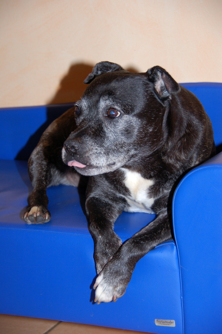 Staffordshire Bullterrier Hündin