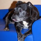 Staffordshire Bullterrier Hündin