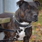 Staffordshire Bullterrier - King of Canterbury