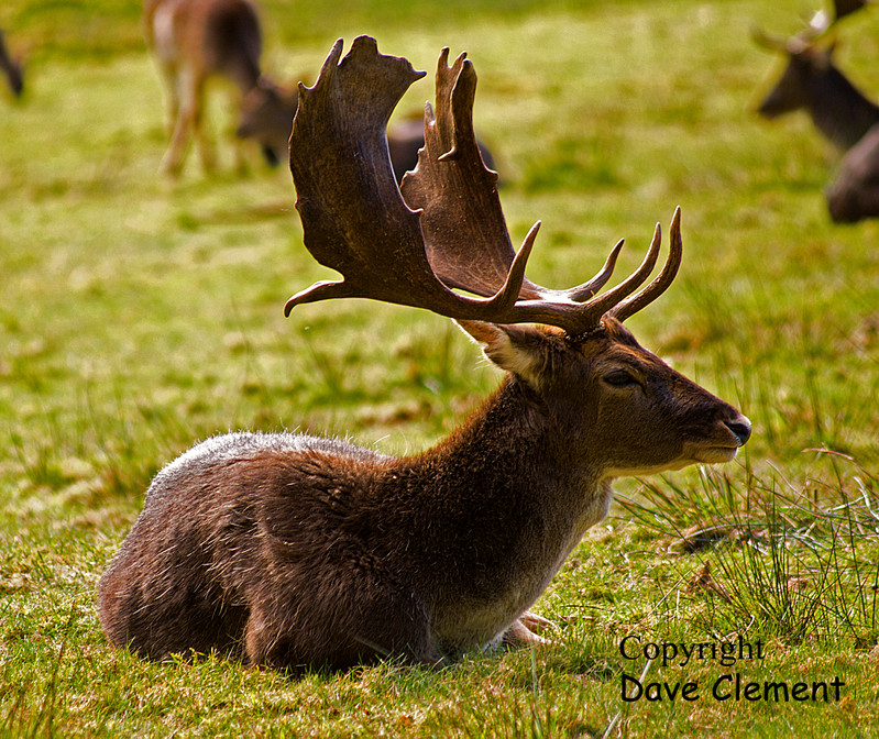 Stag