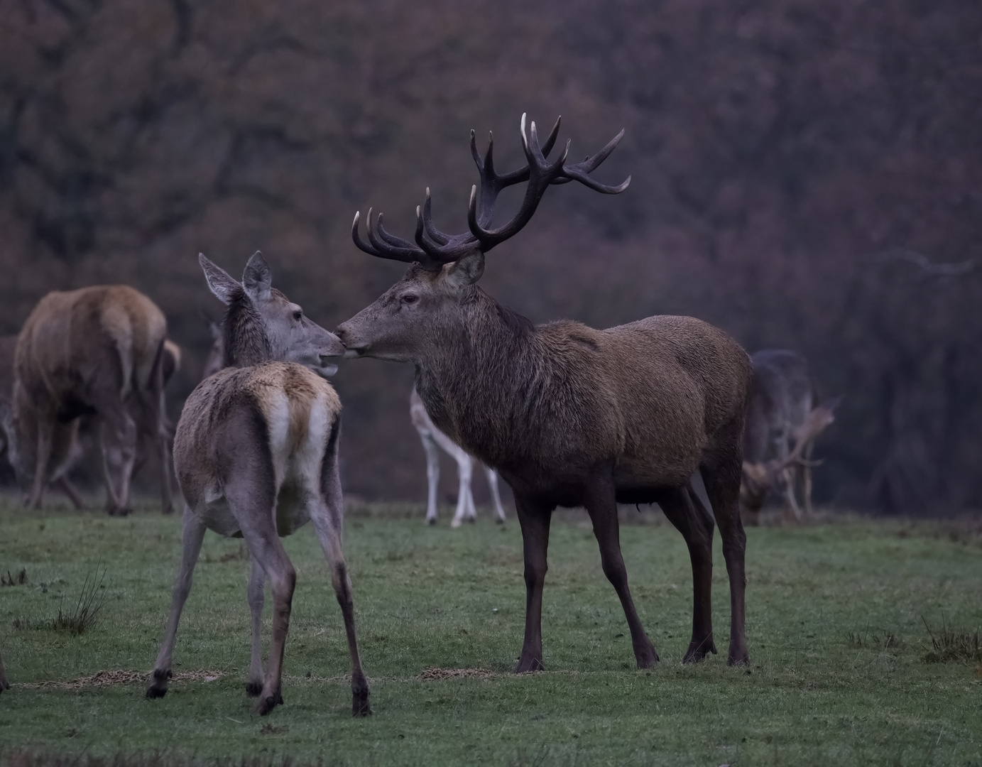 stag and young