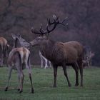 stag and young