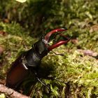 stag beetle