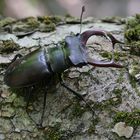 Stag Beetle