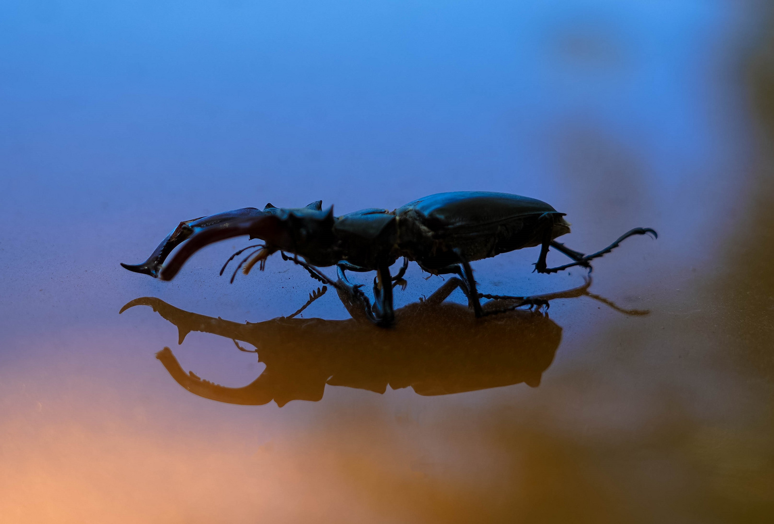 ..stag beetle on the bonnet..