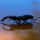 ..stag beetle on the bonnet..