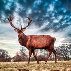 Stag drama in the sky 