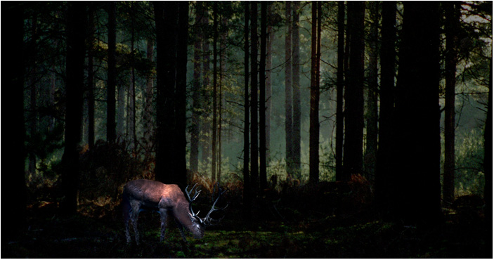 Stag in the Forest