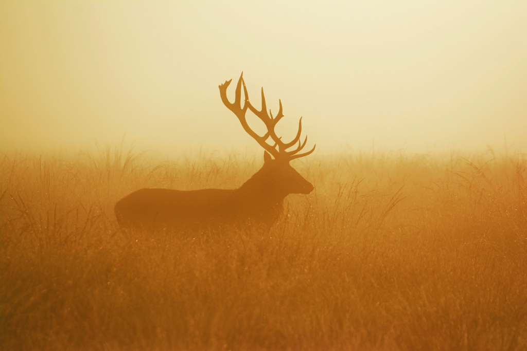 Stag in the golden mist