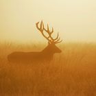 Stag in the golden mist