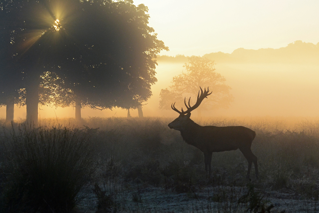 Stag in the misty sunrise