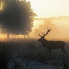 Stag in the misty sunrise