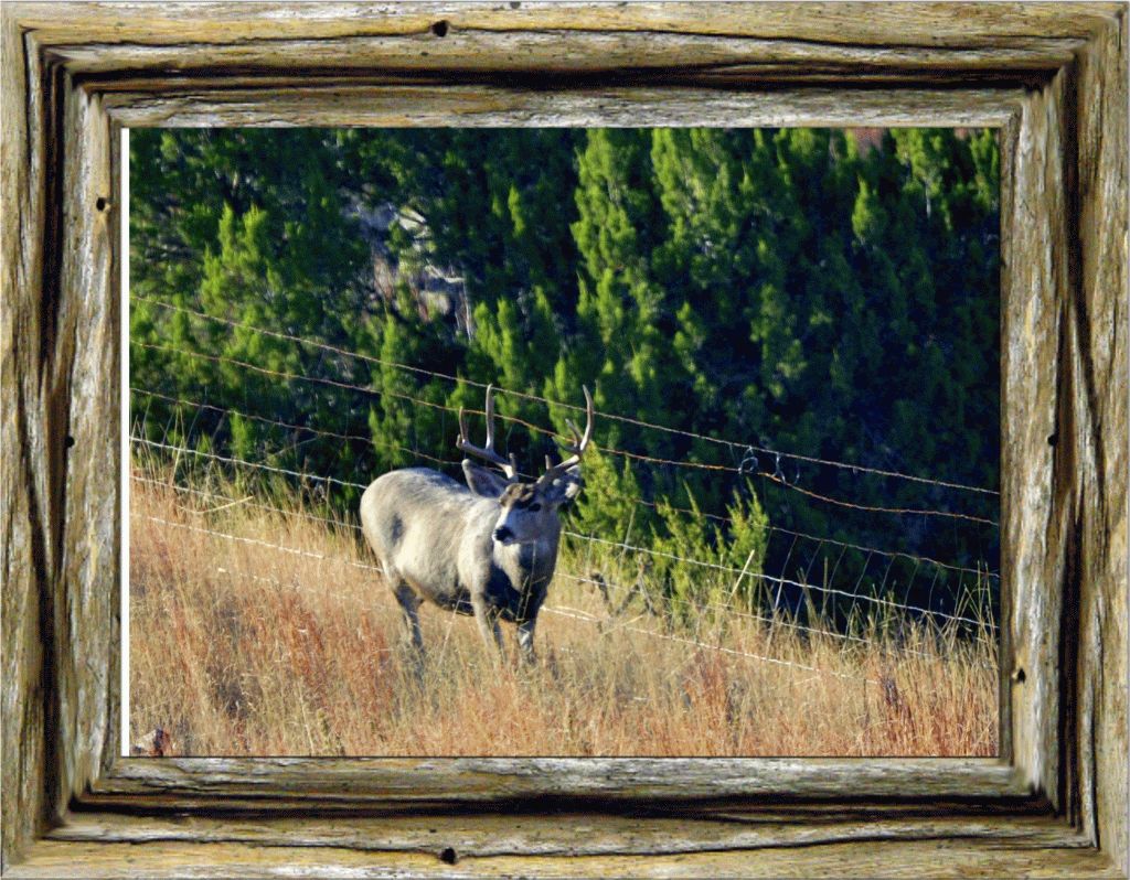 Stag Mule Deer