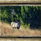 Stag Mule Deer