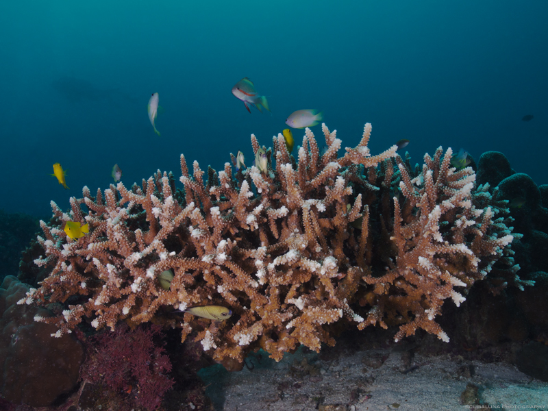 staghorn coral