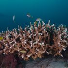 staghorn coral