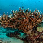 Staghorn Coral (Acropora formosa)