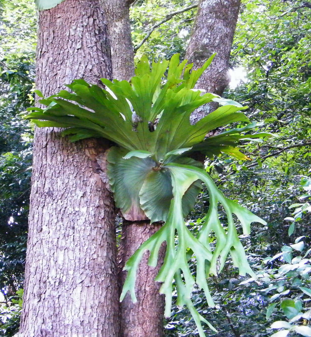 Staghorn Fern.